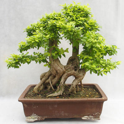 Indoor bonsai - Duranta erecta Aurea PB2191210 - 2