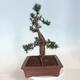 Outdoor bonsai - Taxus cuspidata - Japanese yew - 2/6