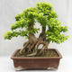 Indoor bonsai - Duranta erecta Aurea PB2191210 - 2/7