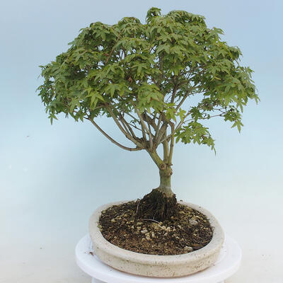 Acer palmatum KIOHIME - Palm Maple - 2