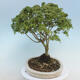 Acer palmatum KIOHIME - Palm Maple - 2/5