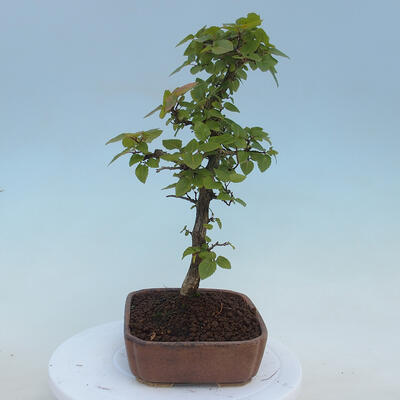 Outdoor bonsai - Carpinus CARPINOIDES - Korean Hornbeam - 2
