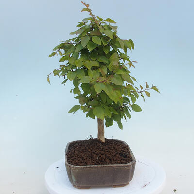 Outdoor bonsai - Carpinus CARPINOIDES - Korean Hornbeam - 2
