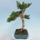 Outdoor bonsai - Buxus microphylla - boxwood - 2/5