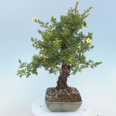 Outdoor bonsai-Cinquefoil - Potentila fruticosa yellow - 2