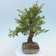 Outdoor bonsai-Cinquefoil - Potentila fruticosa yellow - 2/6