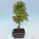 Outdoor bonsai - Buergerianum Maple - Burger Maple - 2/4