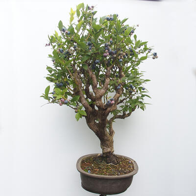 Outdoor bonsai - Canadian blueberry - Vaccinium corymbosum - 2