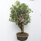 Outdoor bonsai - Canadian blueberry - Vaccinium corymbosum - 2/5