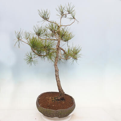 Outdoor bonsai - Pinus sylvestris - Scots pine - 2