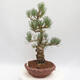 Outdoor bonsai - Pinus parviflora - White Pine - 2/4