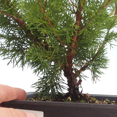 Outdoor bonsai - Juniperus chinensis Itoigawa-Chinese juniper VB2019-261011 - 2