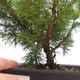 Outdoor bonsai - Juniperus chinensis Itoigawa-Chinese juniper VB2019-261011 - 2/2