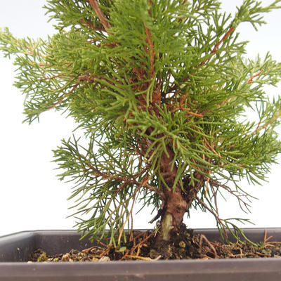 Outdoor bonsai - Juniperus chinensis Itoigawa-Chinese juniper VB2019-261013 - 2