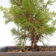 Outdoor bonsai - Juniperus chinensis Itoigawa-Chinese juniper VB2019-261013 - 2/2