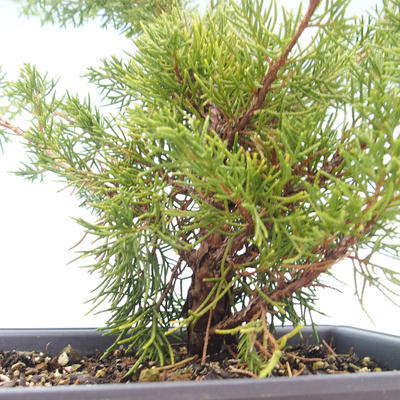 Outdoor bonsai - Juniperus chinensis Itoigawa-Chinese juniper VB2019-261014 - 2