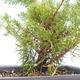 Outdoor bonsai - Juniperus chinensis Itoigawa-Chinese juniper VB2019-261014 - 2/2