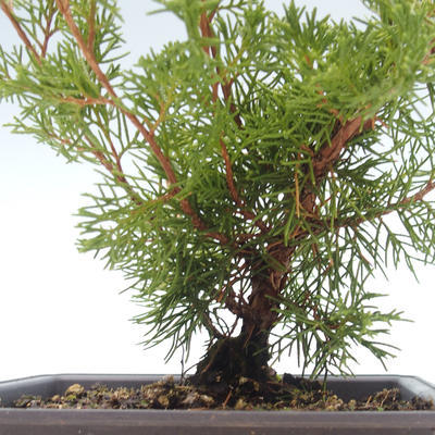 Outdoor bonsai - Juniperus chinensis Itoigawa-Chinese juniper VB2019-261015 - 2