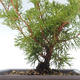 Outdoor bonsai - Juniperus chinensis Itoigawa-Chinese juniper VB2019-261015 - 2/2