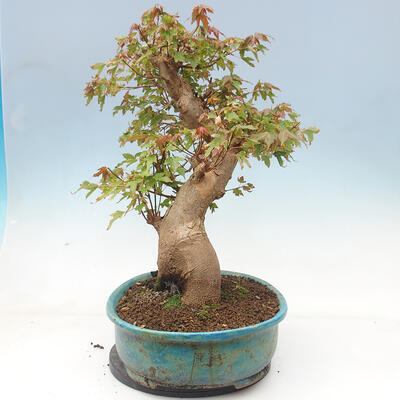 Outdoor bonsai - Maple Buergerianum - Burger Maple - 2