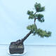 Outdoor bonsai -Larix decidua - Deciduous larch - 2/5