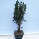 Outdoor bonsai - Taxus cuspidata - Japanese yew - 2/5