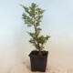 Outdoor bonsai - Juniperus chinensis Itoigawa-Chinese juniper - 2/4