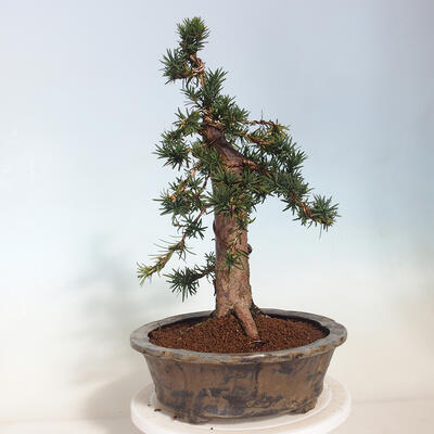 Outdoor bonsai - Taxus cuspidata - Japanese yew - 2