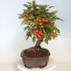 Outdoor bonsai - Malus halliana - Small-fruited apple tree - 2/5