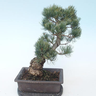 Pinus parviflora - Small Pine VB2020-127 - 2