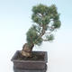Pinus parviflora - Small Pine VB2020-127 - 2/3