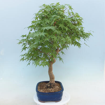 Acer palmatum - Palm Maple - 2