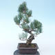 Pinus parviflora - Small-flowered Pine VB2020-135 - 2/3