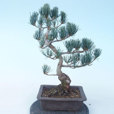 Pinus parviflora - Small-flowered Pine VB2020-137 - 2