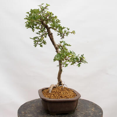 Outdoor bonsai - Hawthorn - Crataegus monogyna - 2