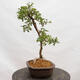 Outdoor bonsai - Hawthorn - Crataegus monogyna - 2/5