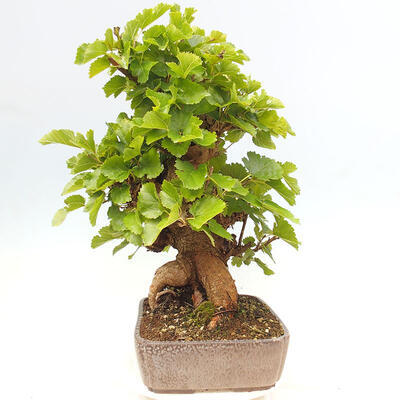 Outdoor bonsai - Morus alba - mulberry - 2