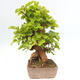 Outdoor bonsai - Morus alba - mulberry - 2/5