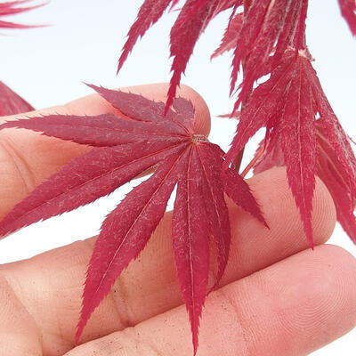 Outdoor bonsai - Acer palm. Atropurpureum-Red palm leaf - 2