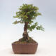 Outdoor bonsai - Zelkova - Zelkova NIRE - 2/5
