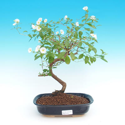 Room bonsai - Solanum rantonnetii - gentian tree - 2
