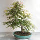 Acer palmatum - Palm Maple - 2/5