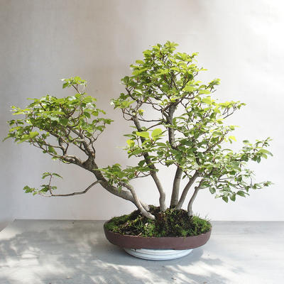Outdoor bonsai - Fagus sylvatica - European beech - 2