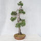 Outdoor bonsai - Pinus Sylvestris - Scots pine - 2/5