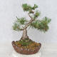 Outdoor bonsai - Pinus Mugo - Kneeling Pine - 2/5