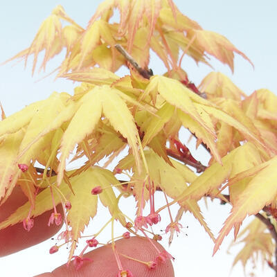 Outdoor bonsai - Acer pal. Sango Kaku - Palm Maple - 2