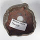 Ceramic shell 7 x 7 x 4 cm, color brown - 2/3
