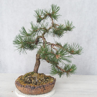 Outdoor bonsai - Pinus Mugo - Kneeling Pine - 2