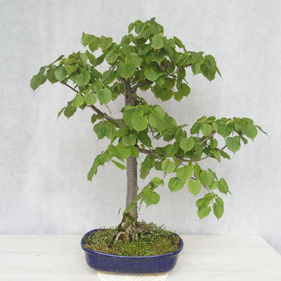Outdoor bonsai - Linden - Tilia cordata - 2