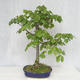 Outdoor bonsai - Linden - Tilia cordata - 2/5